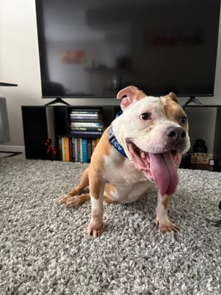 Photo of Cobian, adoptable senior dog in Chamblee, Georgia