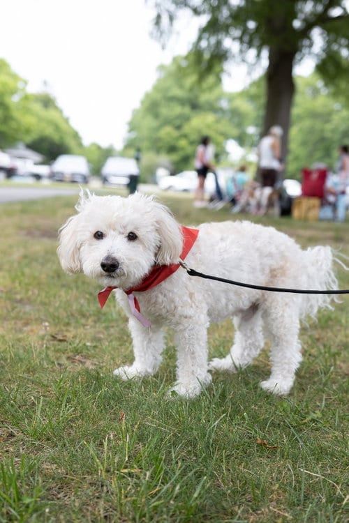 Benny - Loving Senior, adoptable senior Maltese in Oakhurst, NJ