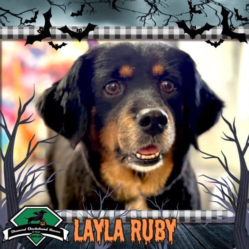 Photo of Layla Ruby, adoptable senior Dachshund in San Antonio, Texas