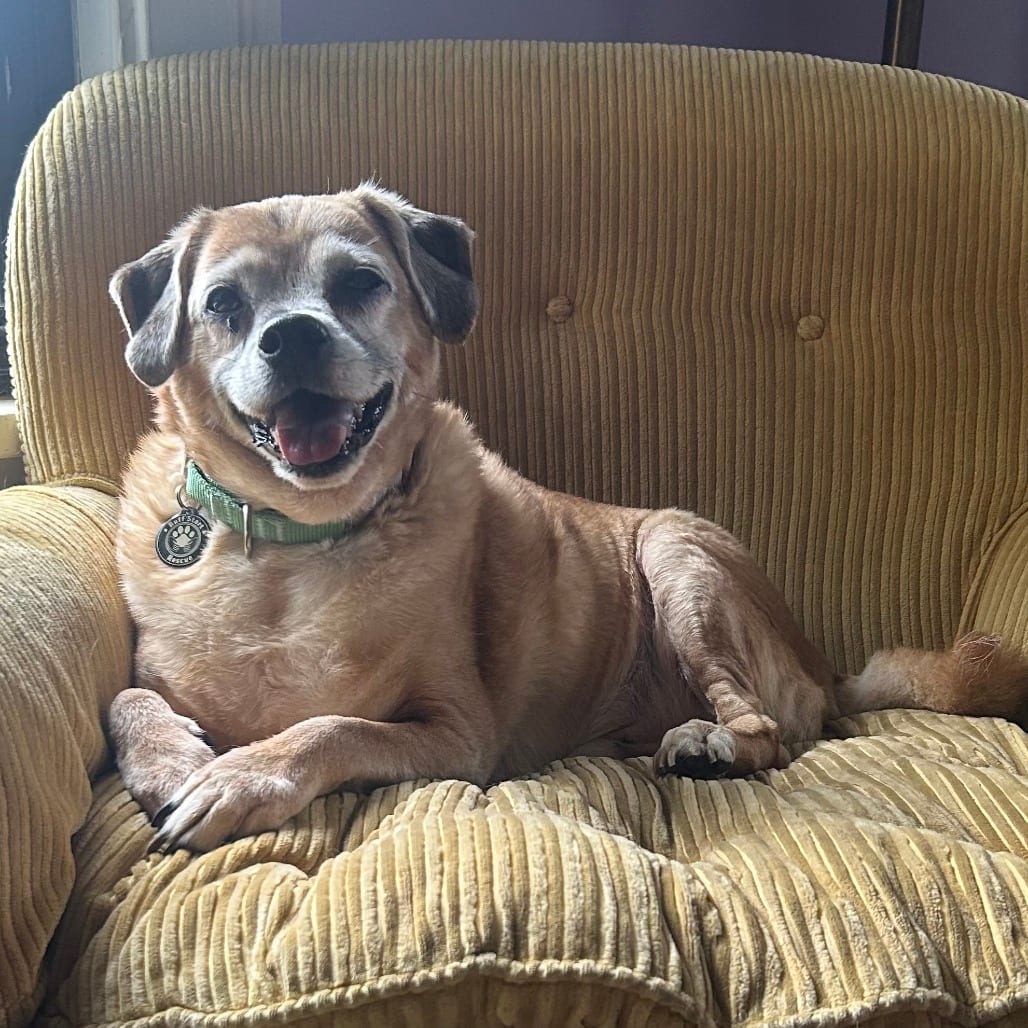 Photo of Tobias D12961, adoptable senior Pug / Beagle in Princeton area, Minnesota