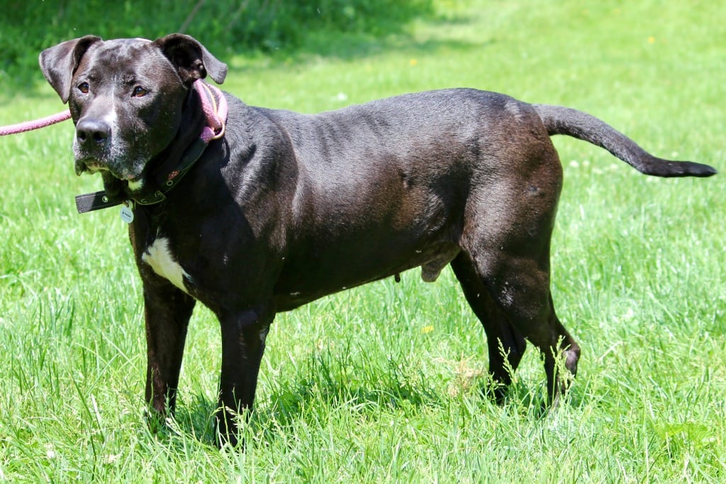 Photo of Clyde, adoptable senior Mixed Breed in Brazil, Indiana