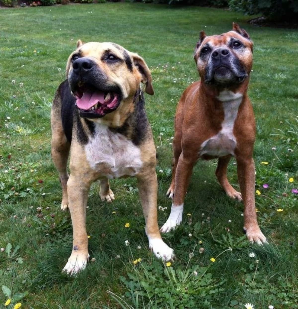 Photo of King, adoptable senior American Pit Bull Terrier in Sebastian, Florida