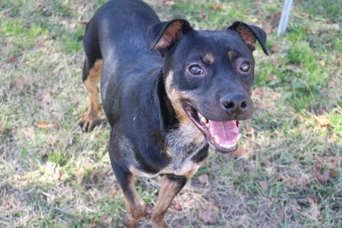 Star Crunch, adoptable senior Manchester Terrier in Jackson, MS