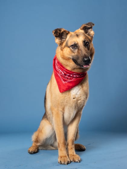 Photo of Maui, adoptable senior dog in Atlanta, Georgia