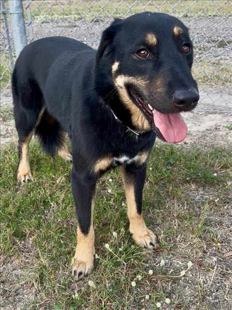 Photo of Robin, adoptable senior German Shepherd Dog in Conroe, Texas