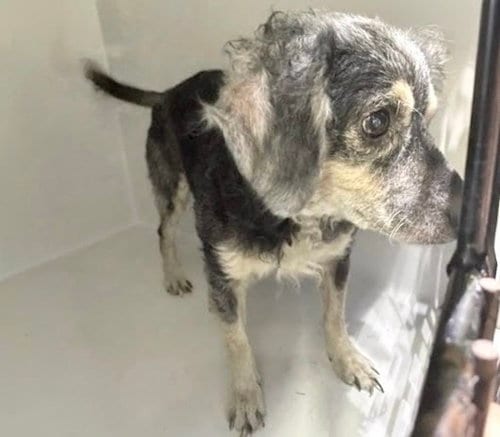 Photo of Romeo, adoptable senior Miniature Schnauzer in Houston, Texas