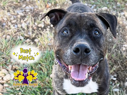 Photo of Mister, adoptable senior dog in Georgetown, Texas
