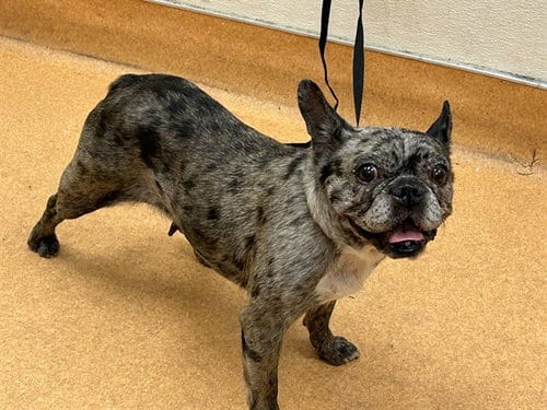Photo of Margo, adoptable senior French Bulldog in Martinez, California