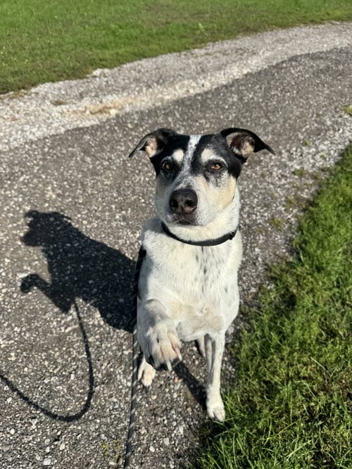 Photo of Jack (Bonded with Hunter), adoptable senior Australian Cattle Dog/Blue Heeler in Williamsburg, Iowa