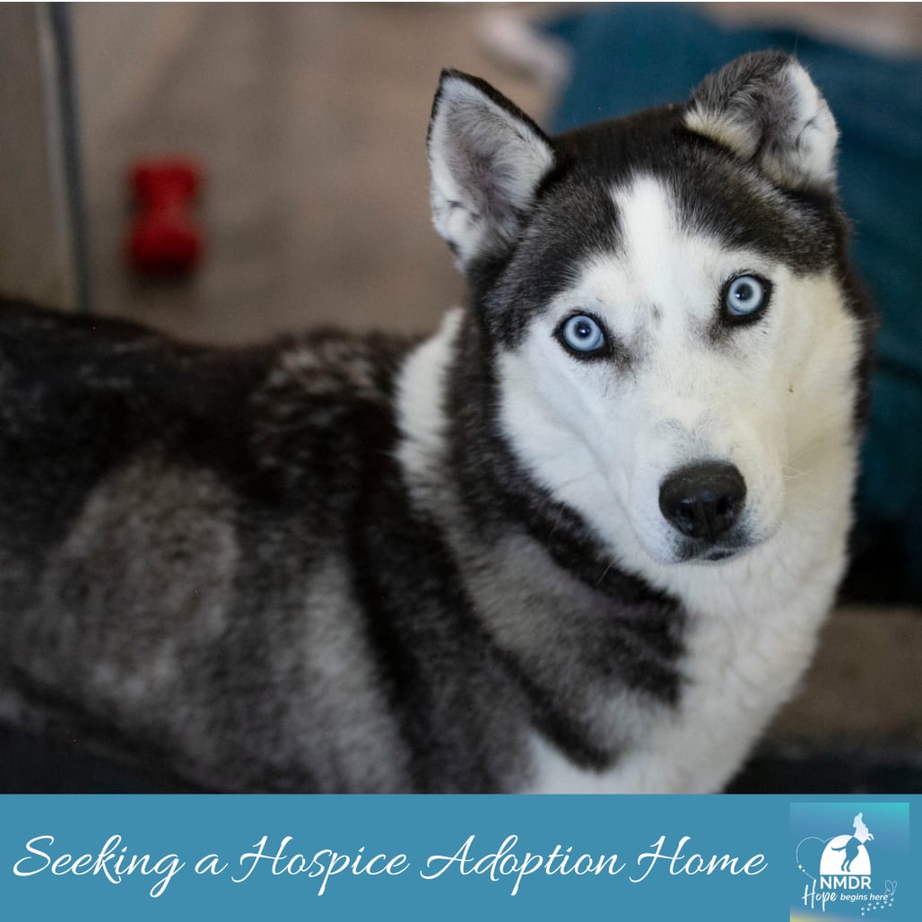 Photo of Frost (MR26-328), adoptable senior Husky in Colorado Springs, Colorado