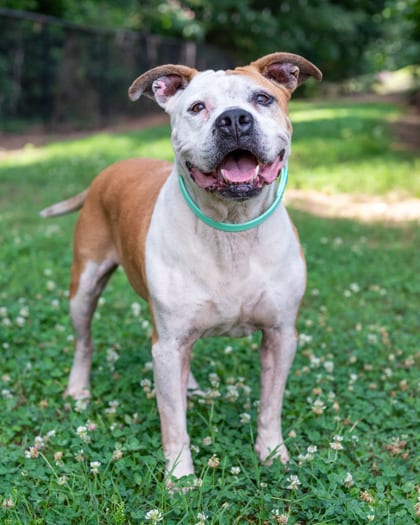 Photo of Legacy, adoptable senior dog in Chamblee, Georgia