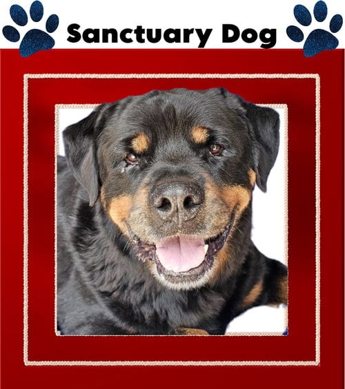 Photo of Rocky Conklin, adoptable senior Rottweiler in Cuba, New York