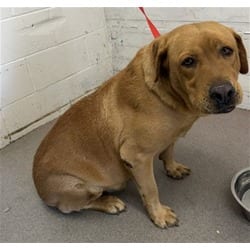 Photo of Buddy, adoptable senior Labrador Retriever in San Bernardino, California