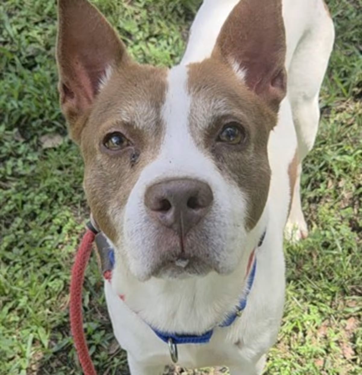 Photo of Sanchez, adoptable senior Pointer in Fort Lauderdale, Florida