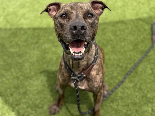 Photo of Toby, adoptable senior Pit Bull Terrier in St. Cloud, Florida