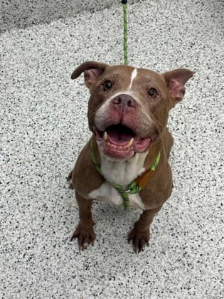 Photo of Flex, adoptable senior dog in Atlanta, Georgia