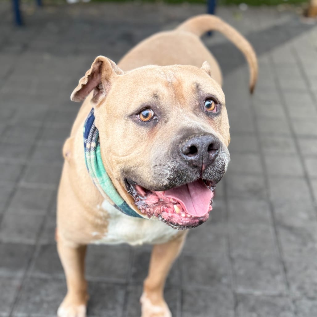 Photo of Blue, adoptable senior Bulldog, American in San Francisco, California