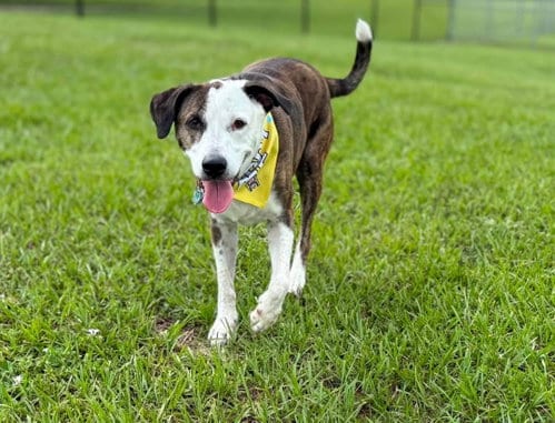 Photo of Reagan (fka Brit's pup Han Solo), adoptable senior Beagle in Tampa, Florida