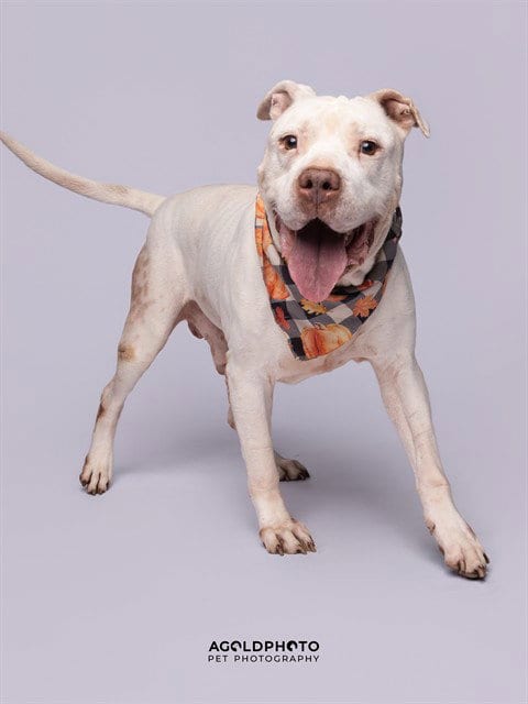 Photo of Tairn, adoptable senior American Bulldog in Miami, Florida