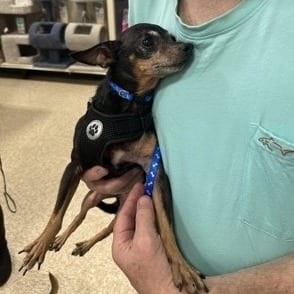 Photo of Spike, adoptable senior Chihuahua, Short Coat / Mix in Santa Fe, Texas