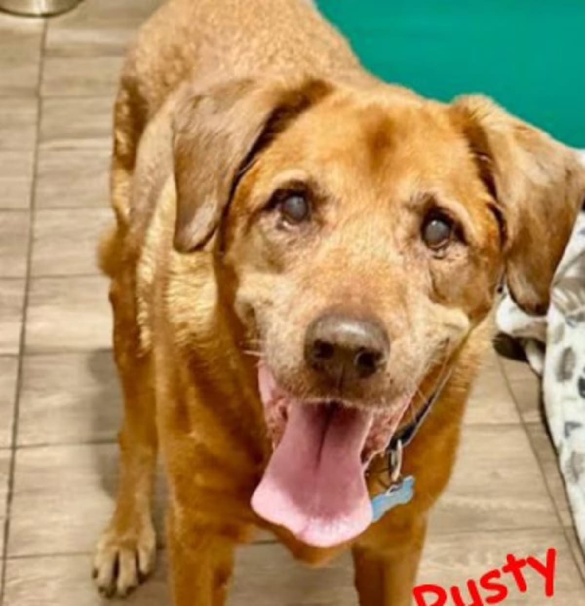 Photo of Rusty, adoptable senior Labrador Retriever in Palm Harbor, Florida