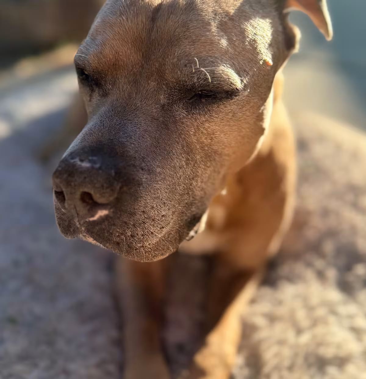Photo of Canyon, adoptable senior American Pit Bull Terrier/American Staffordshire Terrier in Star, Idaho