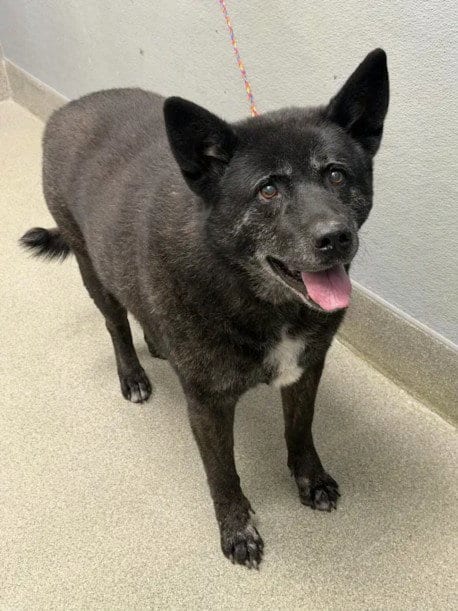 Photo of Shadow, adoptable senior German Shepherd Dog in Las Vegas, Nevada