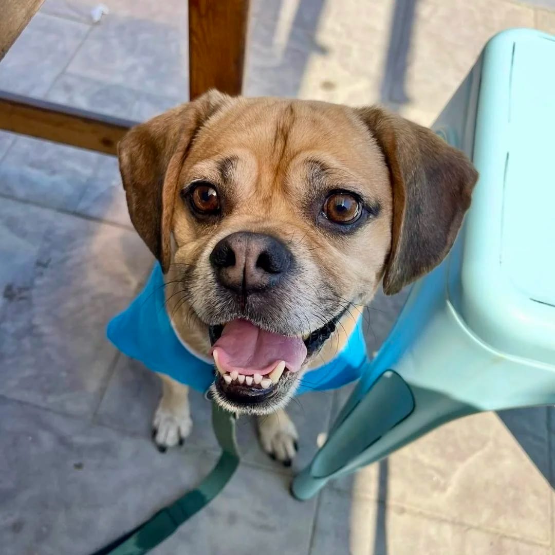 Photo of Balthazar, adoptable senior Pug Mix in Grapevine, Texas