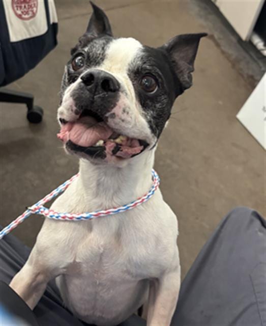 Photo of Oreo, adoptable senior Boston Terrier