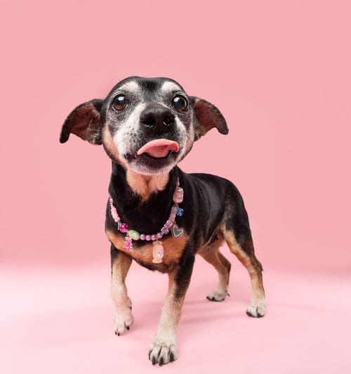 Photo of Snyder (being fostered in Miami, FL), adoptable senior Dachshund in Brookfield, Maryland