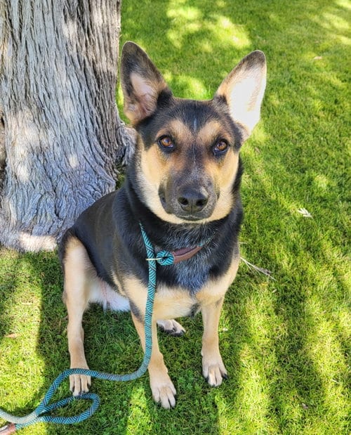 Photo of Guinness, adoptable senior Australian Shepherd in Phoenix, Arizona