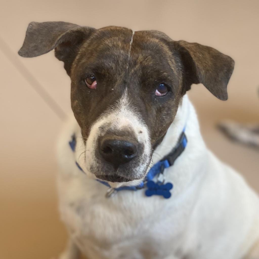 Photo of Dolphina, adoptable senior Retriever, Labrador / Mix in Kanab, Utah