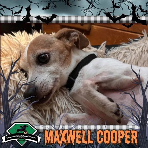 Photo of Maxwell Cooper, adoptable senior Dachshund in San Antonio, Texas
