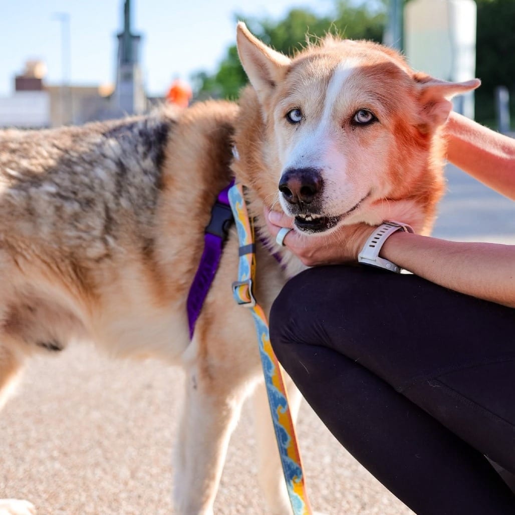 Photo of Knox, adoptable senior Shepherd / Mixed Breed (Large) in Dallas, Texas