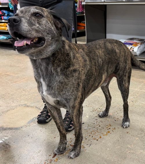 Hobbes, adoptable senior Retriever in League City, TX