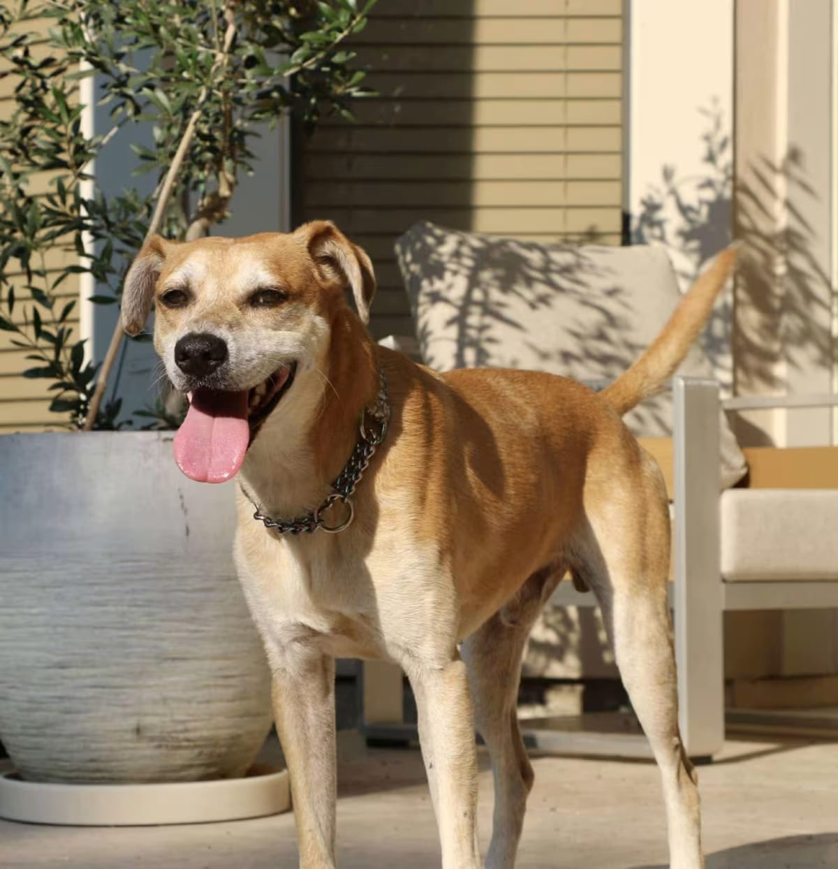 Photo of Henry, adoptable senior Labrador Retriever in Syracuse, New York