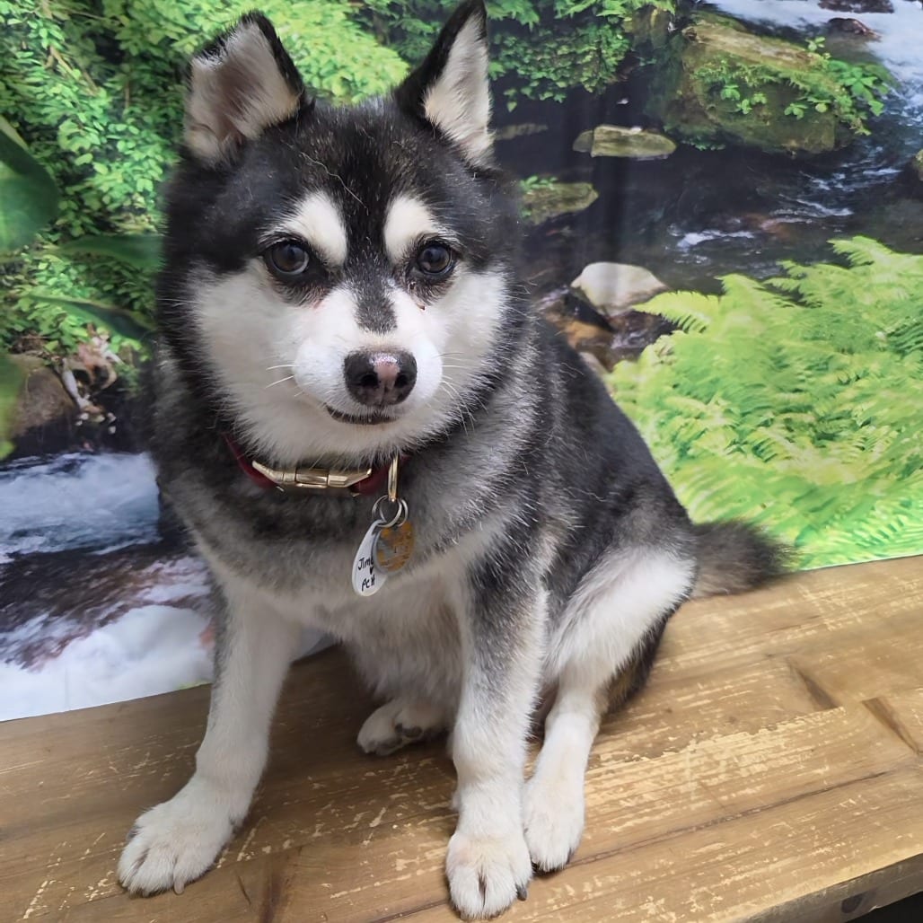 Photo of Jimothy, adoptable senior Klee Kai in Normal, Illinois