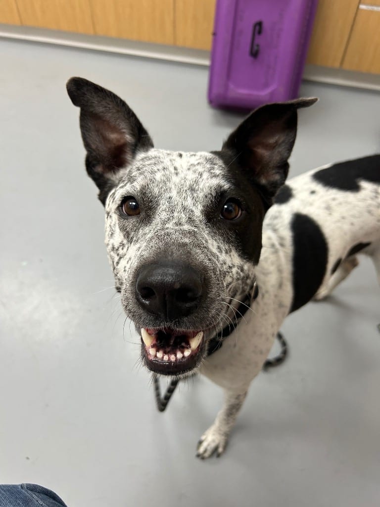 Photo of Lucy, adoptable senior Australian Cattle Dog/Blue Heeler in Hartsville, South Carolina