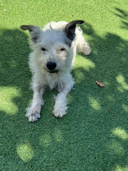 Photo of Krypto, adoptable senior West Highland White Terrier Westie in San Diego, California