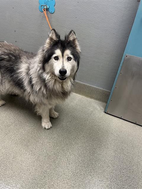 Photo of Lulu, adoptable senior Alaskan Malamute in Las Vegas, Nevada