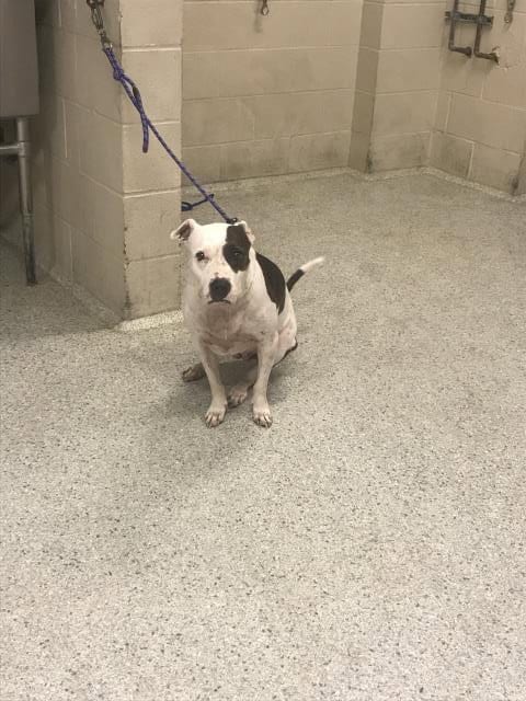 Photo of Rosie, adoptable senior American Pit Bull Terrier in Conroe, Texas