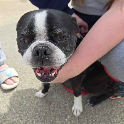 Photo of Jack Jack, adoptable senior Boston Terrier in Normal, Illinois