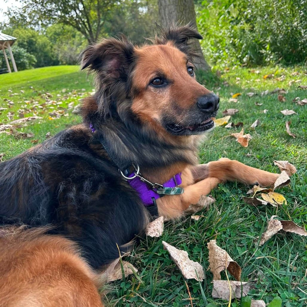 Photo of Bear, adoptable senior Mixed Breed (Medium) in West Olive, Michigan