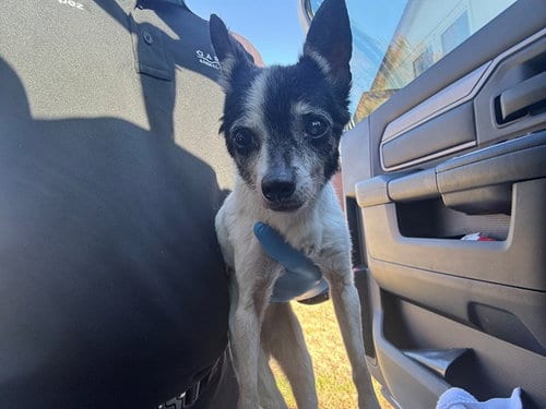 Photo of Darcy, adoptable senior Chihuahua in Garland, Texas