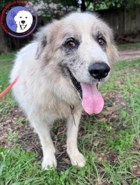 Photo of Tucker, adoptable senior Great Pyrenees in Spring, Texas