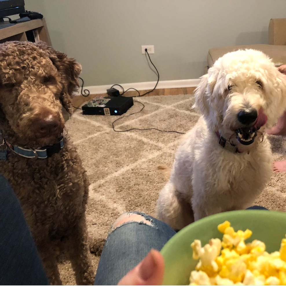 Photo of Kylo - Home to Home, adoptable senior Retriever, Golden / Poodle, Standard in South Elgin, Illinois