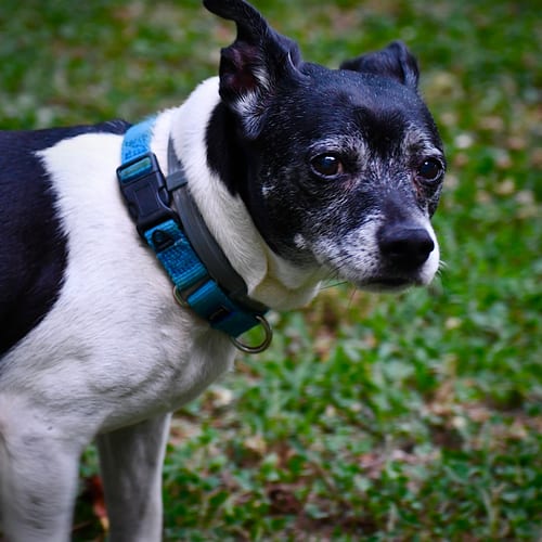 Photo of Max (VA), adoptable senior Rat Terrier in Atlanta, Georgia