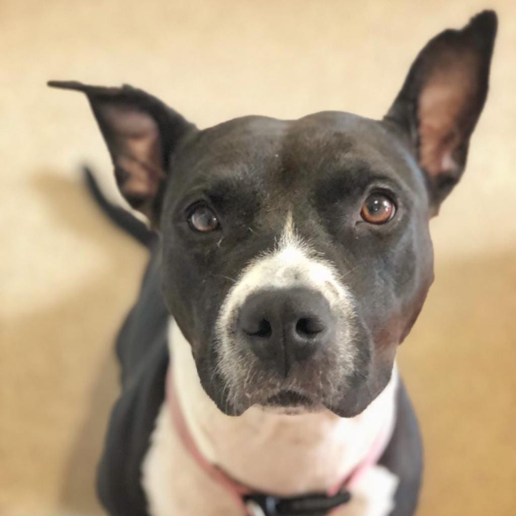 Photo of Tequila Rose, adoptable senior Terrier, American Pit Bull / Mix in Kanab, Utah