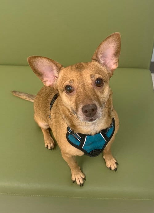 Photo of Bambi [bonded to Sheba], adoptable senior Chihuahua in Holly Springs, North Carolina