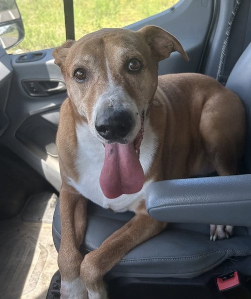 Buddy, adoptable senior Labrador Retriever in Pipe Creek, TX